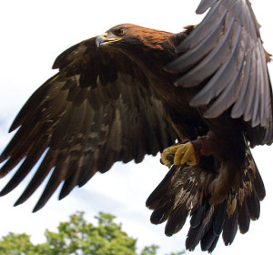Golden Eagle in flight - 5 by Tony Hisgett from Birmingham, UK. Licensed under CC BY 2.0