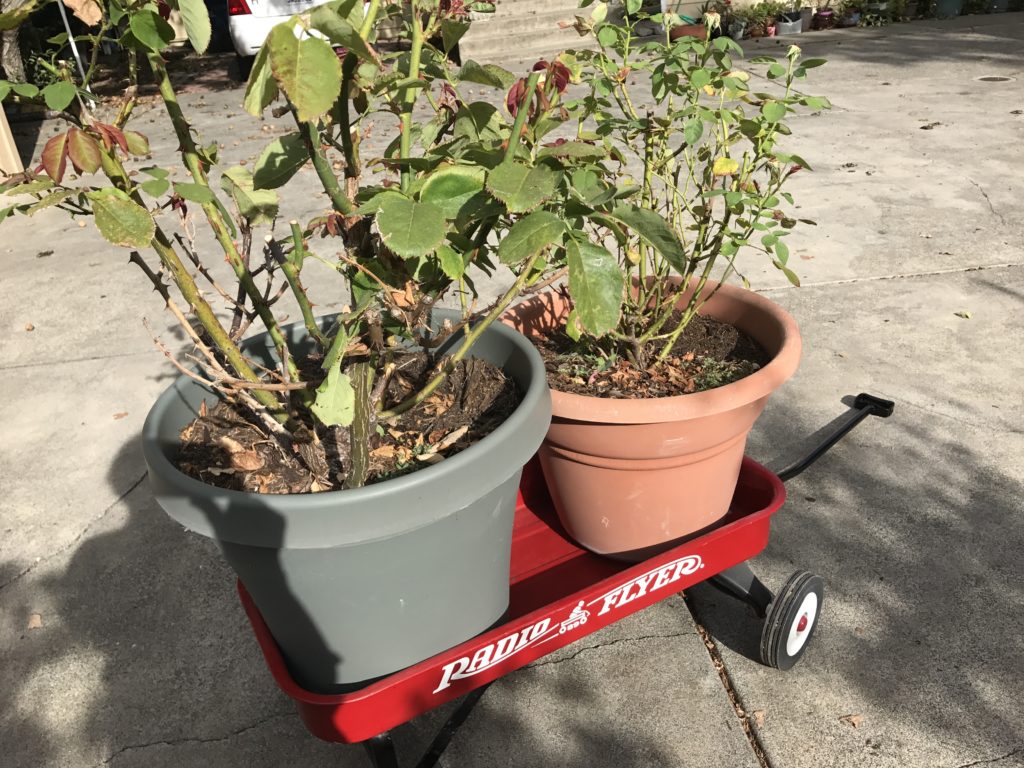 Two large potted roses in a Radio Flyer wagon